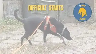 Mantrailing - difficult starts - K9 Sport Trailing video
