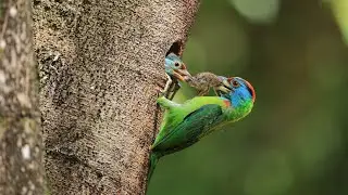 Birdwatching with 8K Ultra HD Discover a World of Details