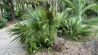 Old Sabal Minor Palms at Fairchild 2023