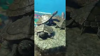 Cute little turtles ❣️😍#turtle #turtles #viral #shorts #freshwaterfish #turtledoves#rarespecies