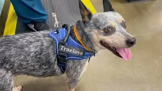 Snow is Getting her Spay done!!! #Miniature Australian Cattle Dog Heeler