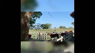 Horsemanship/Mulemanship Bonan&ccedil;a_TCMS