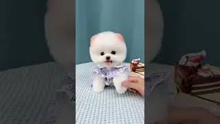 Teacup Dog Breeds / Teacup Puppies Compilation 🐕 Cutest Tiny Dogs #shorts #dog #cute