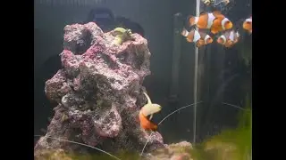 Dymax IQ5 reef tank cleaning and water change