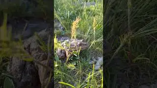 A cute little toad in the grass🤗 #frog #cute #funny #animals #music