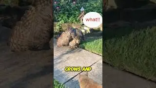 Animal Myths Busted!