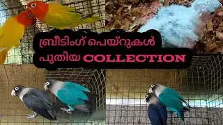 ബ്രീടിംഗ് പെയ്റുകൾ പുതിയ collection 