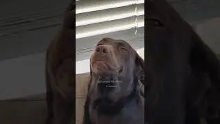 #112 Funniest Cats And Dogs videos 🐶🐱 #funny #animals #cuteanimals