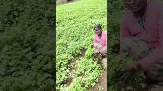 farmers life 💚💚#agri #agriculture #agriparadise #farming #agrifuture#shoolagiri #agro #agri
