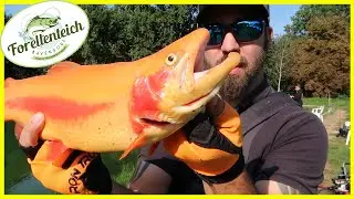Man sieht jeden Fisch im kristallklarem Wasser im Forellenteich Bavendorf