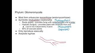 Fungi - Glomeromycota and Chytridiomycota