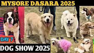MYSORE DASARA DOG SHOW | MYSORE DASARA 2025  | DOG SHOW 2025 | MYSORE DASARA 2025 | DASARA 2025|