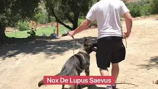 Nox De Lupus Saevus