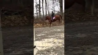Spicy day (this is not Jet) #horse #equestrianjourney #equestrian #horsefan