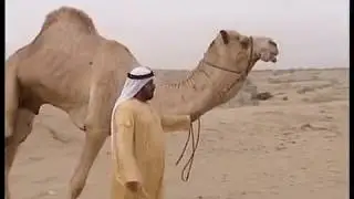 1/3 الهجن الأصايل إعداد و تقديم - بطي المظلوم