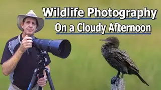 Wildlife Photography on a Cloudy Afternoon