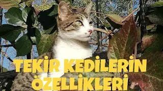 TEKİR KEDİLERİN ÖZELLİKLERİ 🐾🐾 #kediler #kedilerindünyası #kedilerim