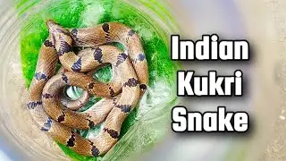 Indian Kukri Snake | non poisonous | rescue video #kukrisnake #rescuevideo #snakevideo 