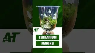 Terrario per mia nonna 🌷 #terrarium #terrario #nonna