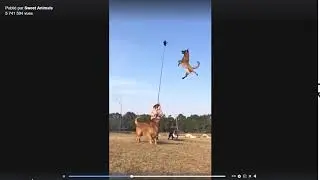 Malinois chien qui saute