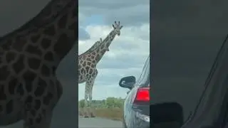 Wait for end #fypシ゚viral #youtubeshorts #giraffe #animalforkids
