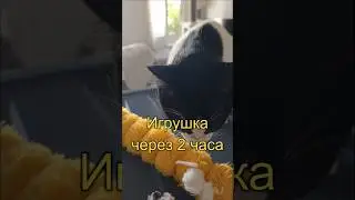 Я сомневаюсь, что Чопа обычный котёнок. #cat #котики