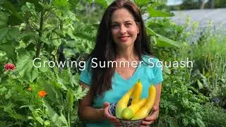 How to Grow Summer Squash: from seed to harvest