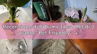 Recensione del Blume Ideal Set di 3 piante 