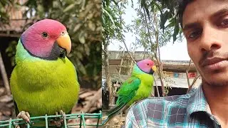Plum hadded parrot sounds 🦜