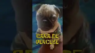 Cara de percebe | Guss The Pug