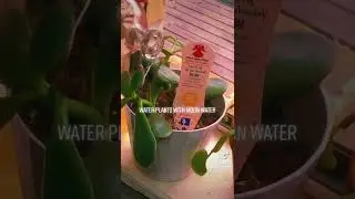 3 Things to do with Moon Water! #spirituality #moonwater #hoodoo #plants #crystals #like#subscribe