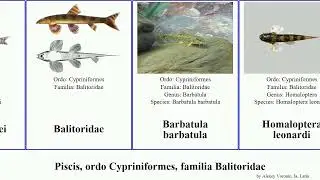 Piscis, ordo Cypriniformes, familia Balitoridae fish loach brucei leonardi barbatula urophthalmus