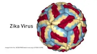 Zika under surveillance: Genomics on the trail of infectious disease