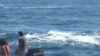 Humpback Whales in Puerto Lopez, Ecuador