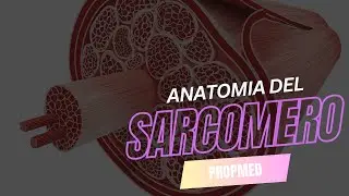 SARCOMERO