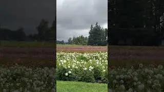 Flowers in Oregon #flowers