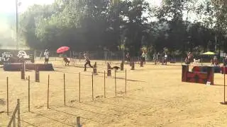 Finn RSCE La Selva 2-11-14 Jumping (AGILITY NEO REUS)