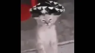 cad fun #funny #cat #meme #animal #cute #kitten #dance