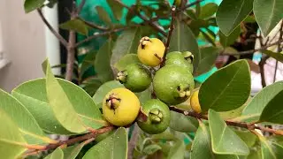 Yellow cherry guavas in January. Fruits gradually ripening 
