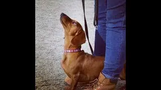Radebe - 1.5 year old Standard Dachshund - 2 Weeks Residential Dog Training