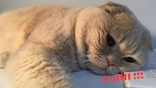 Scottish Fold - Rico - Yeşillik görünce dayanamıyorum :)