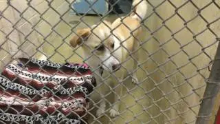 Capital Area Humane Society