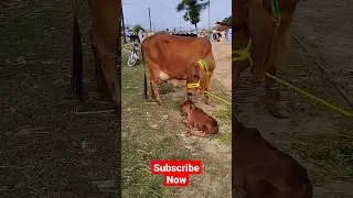 Beautiful Sahiwal Milking Cow on Gondal Mandi! #milkingcows#cowvideos #cow#farming#dairy#cowboys