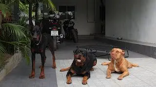 Can an Intact Male Rottweiler and an Intact Male Doberman Live Together?