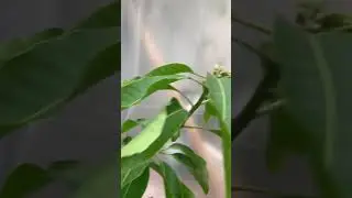 Glenn Mango tree flowering in the desert