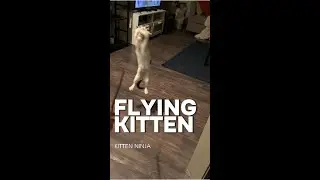Flying Kitten: High Energy Kitten Play #cat #catlover #kitty #pets #petlover