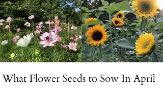 Flower Seeds to Sow in April | Half Hardy and Tender Annual Plants | Cut Flower Garden