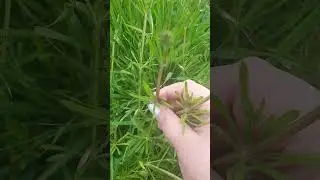 Detox plant - foraging cleavers or goose grass