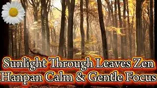 🌿 Sunlight Through Leaves Zen – Hanpan Calm & Gentle Focus