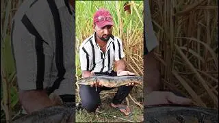 Noor fishing-#snakehead #fishing #bigfish #viral #village #fishinglife #training #shortvideo #shorts